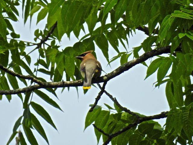 Cedar Waxwing