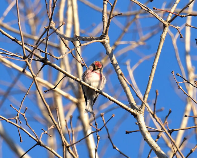 Redpoll