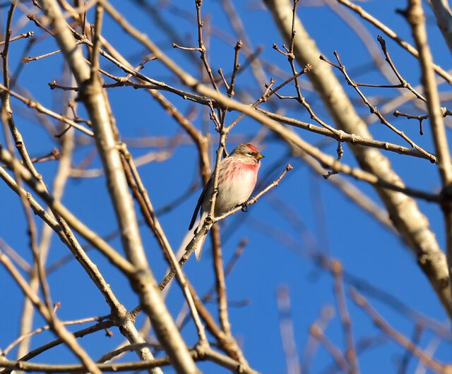 Redpoll