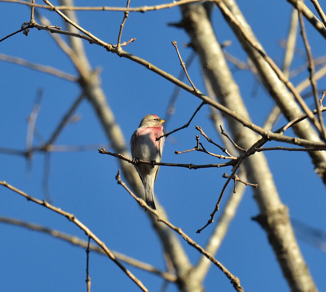 Redpoll