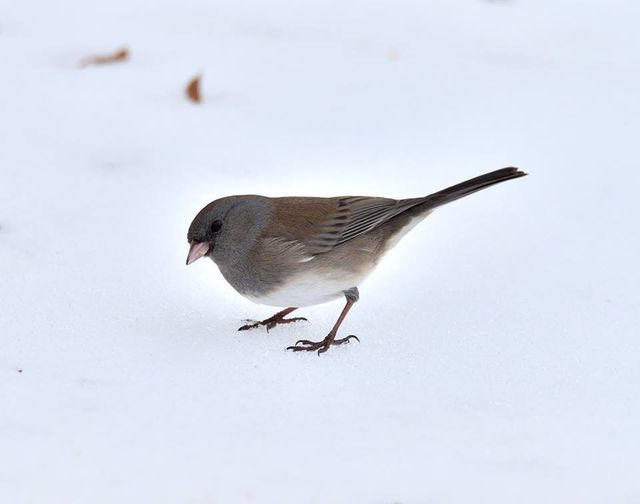 Dark-eyed Junco