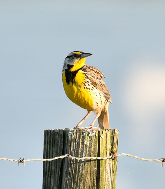 Eastern Meadowlark