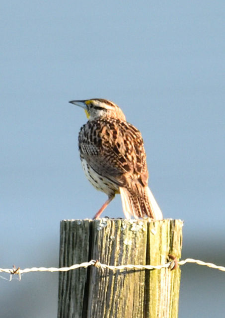 Eastern Meadowlark