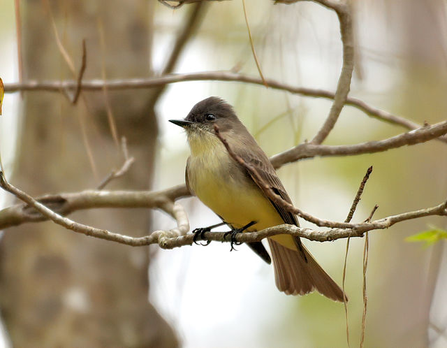 Eastern Phoebe