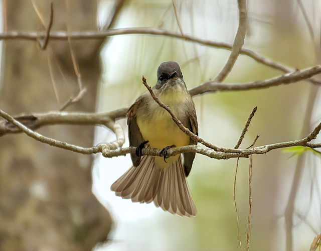 Eastern Phoebe