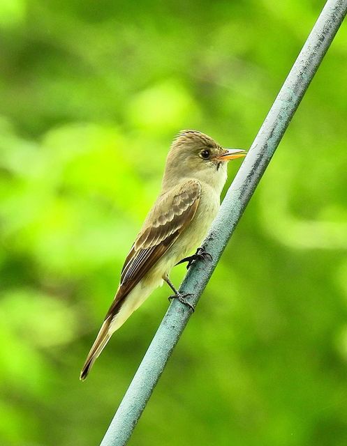 Eastern Wood-Pewee