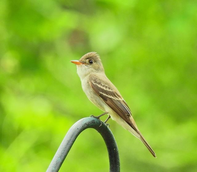 Eastern Wood-Pewee