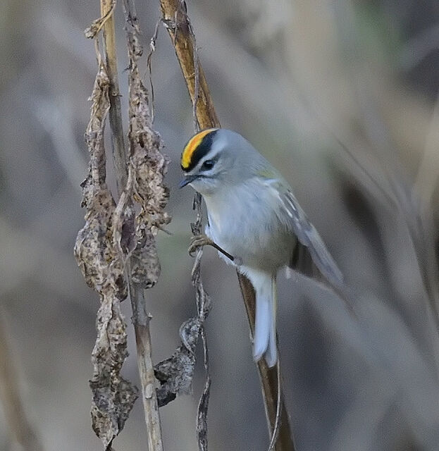 Golden-crowned Kinglet