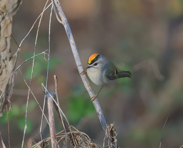 Golden-crowned Kinglet