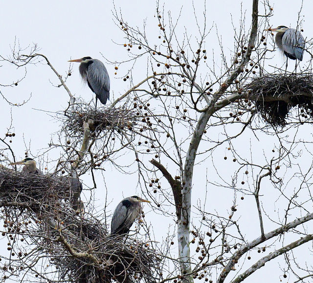 Great Blue Heron