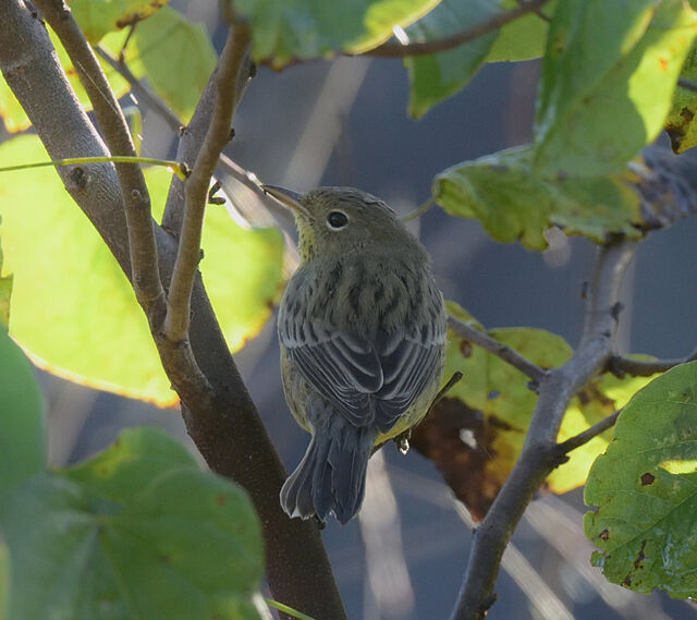 Kirtland's Warbler