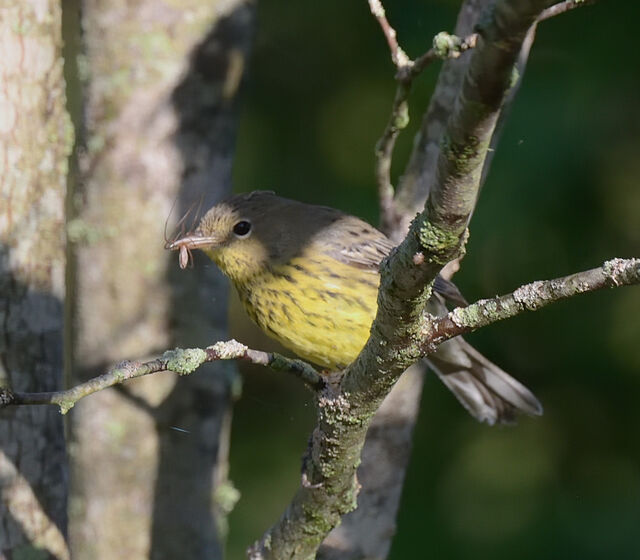 Kirtland's Warbler