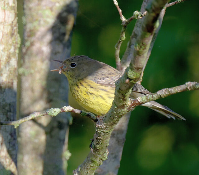 Kirtland's Warbler