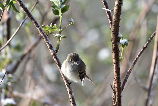 Least Flycatcher