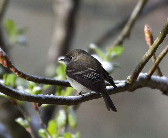 Least Flycatcher