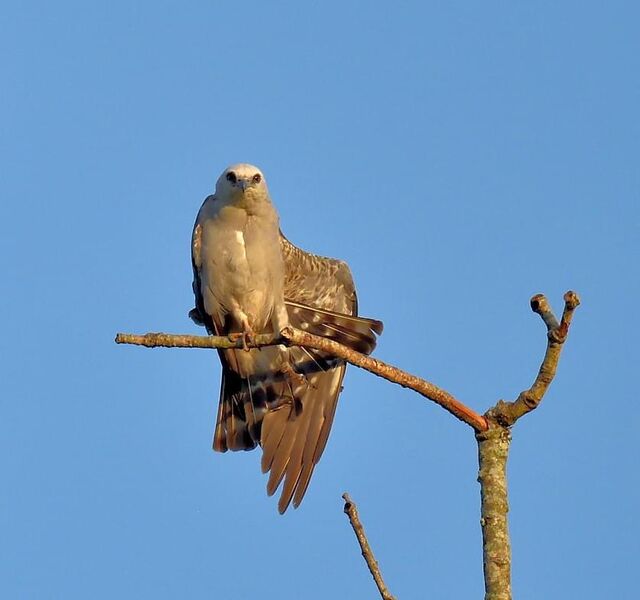 Mississippi Kite