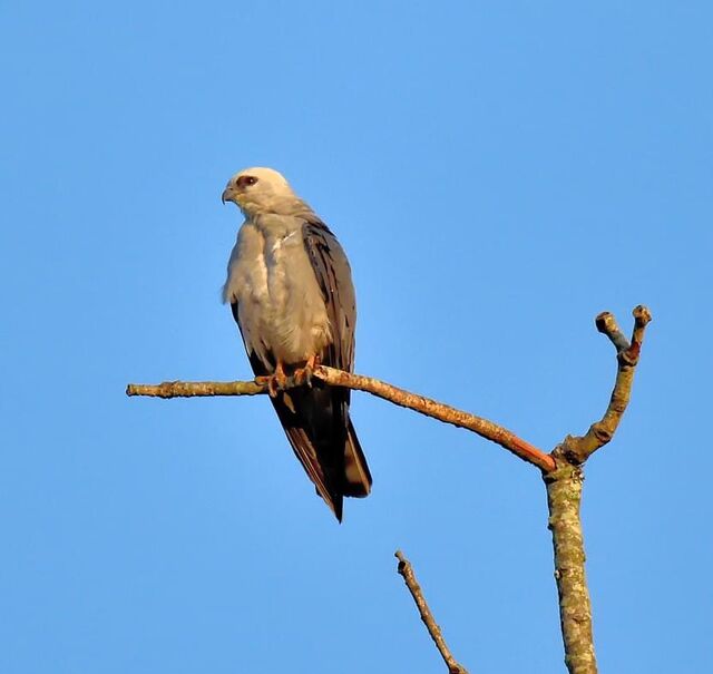 Mississippi Kite