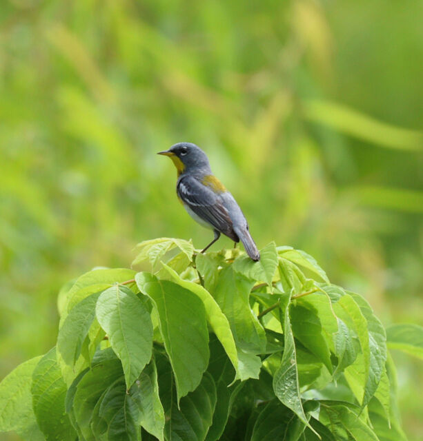 Northern Parula