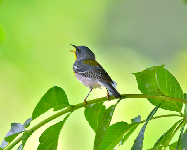 Northern Parula