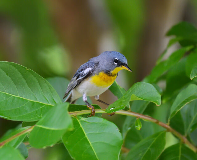 Northern Parula