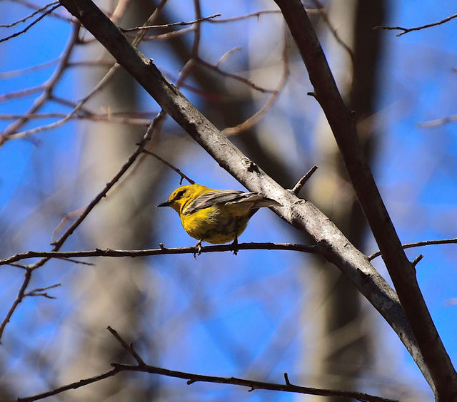 Pine Warbler