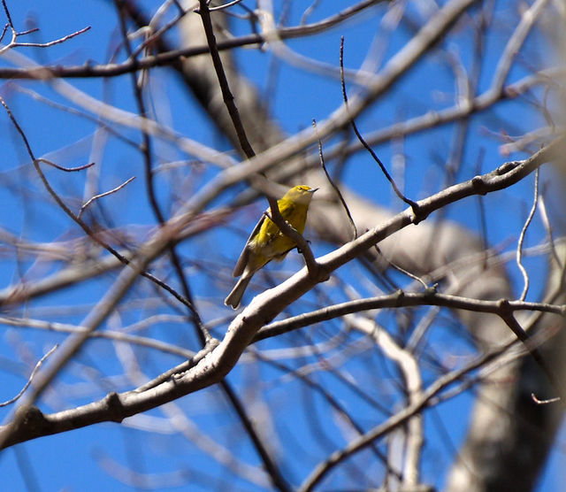 Pine Warbler