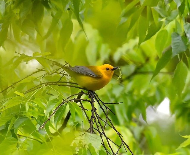 Prothonotary Warbler