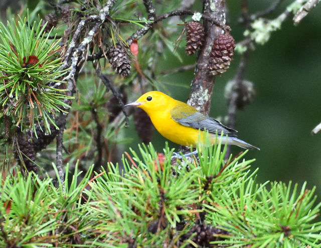 Prothonotary Warbler