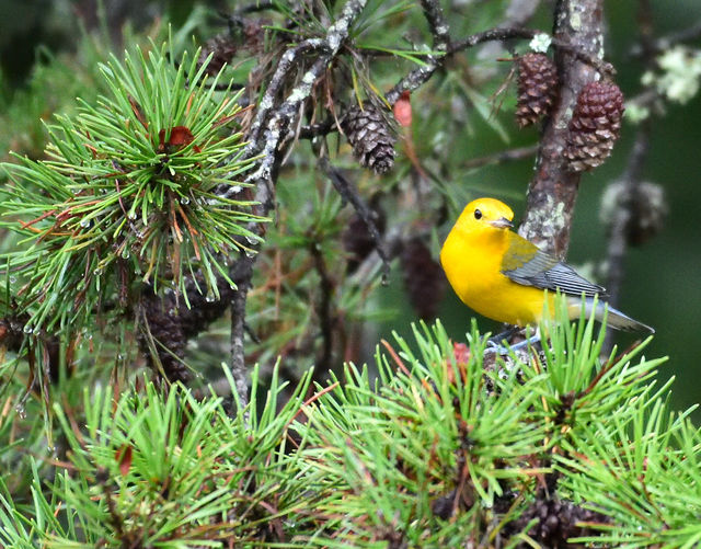 Prothonotary Warbler