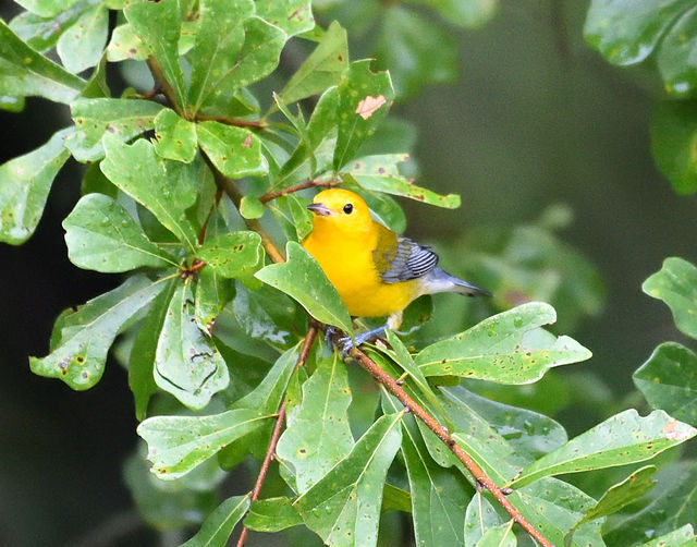 Prothonotary Warbler