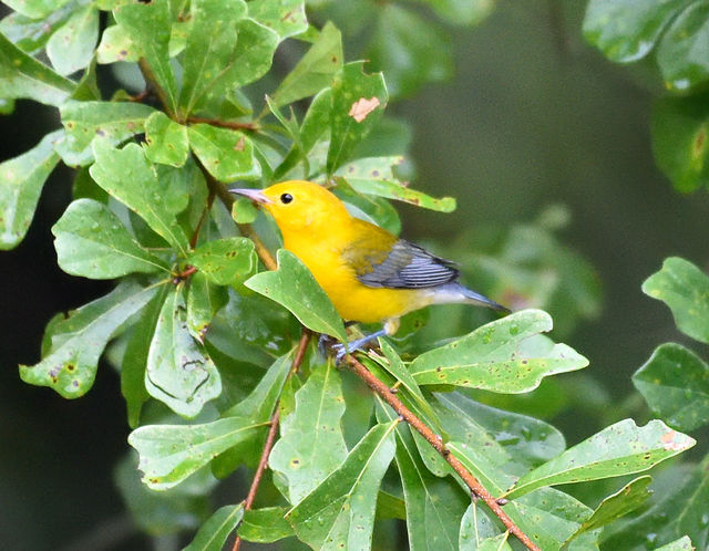 Prothonotary Warbler