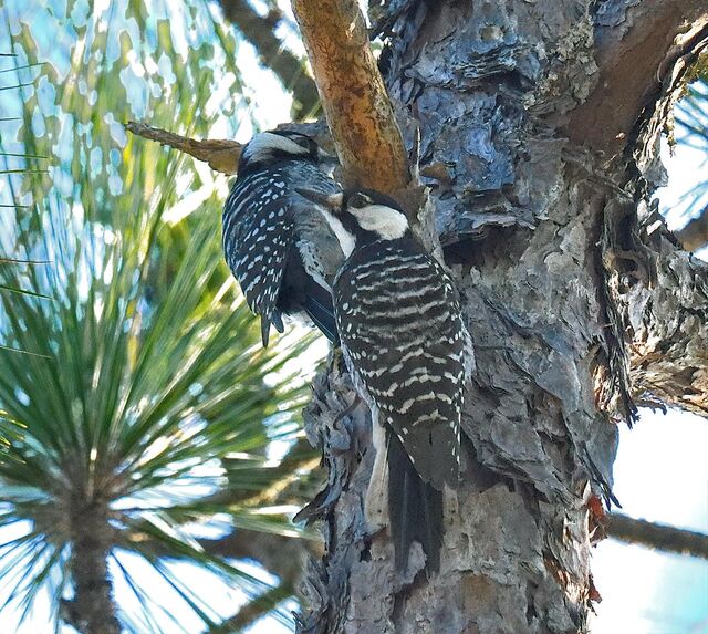 Red-cockaded Woodpecker