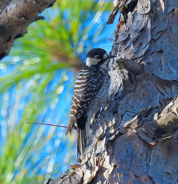 Red-cockaded Woodpecker