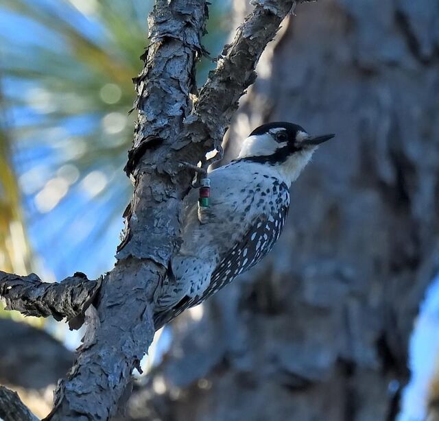 Red-cockaded Woodpecker