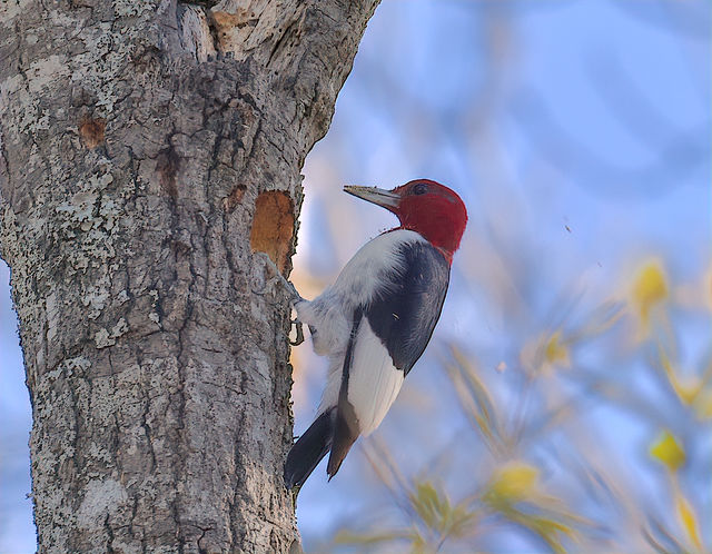 Red-headed Woodpecker