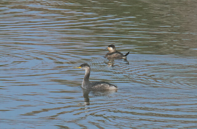 Red-necked Grebe