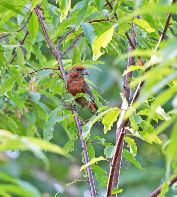 Red Crossbill