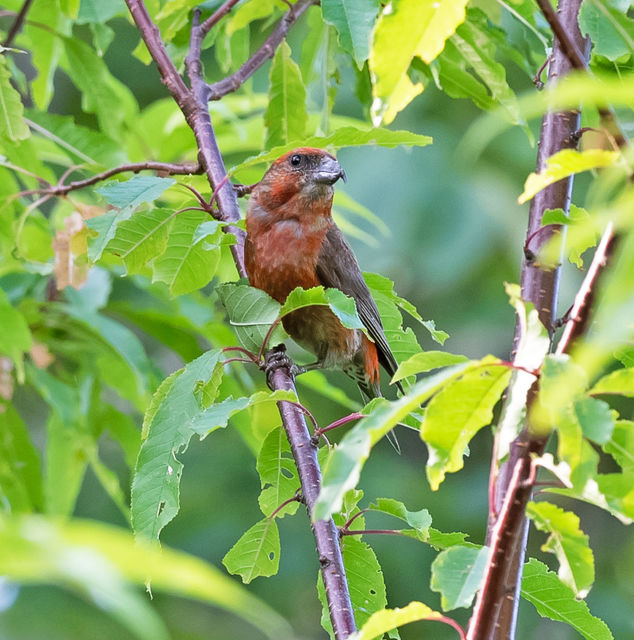 Red Crossbill