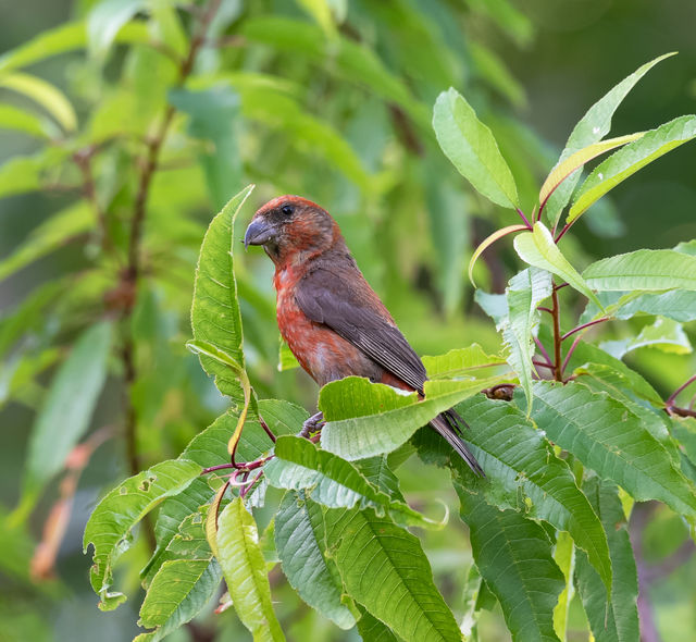 Red Crossbill