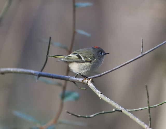 Ruby-crowned Kinglet