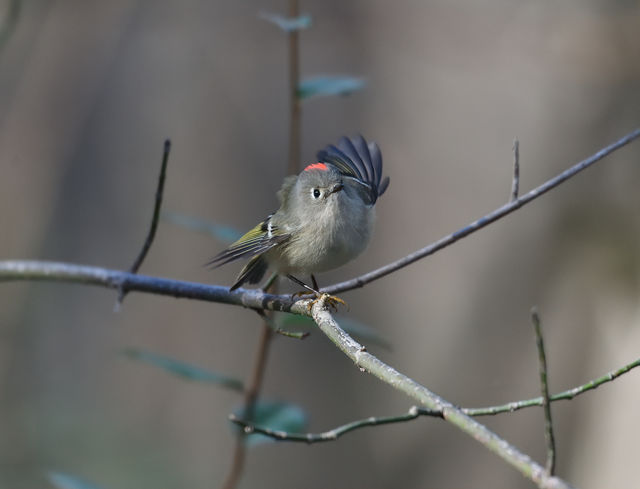 Ruby-crowned Kinglet