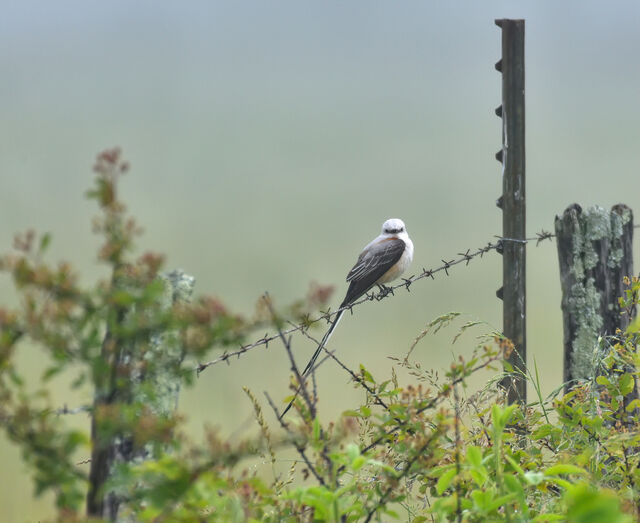 Scissor-tailed Flycatcher