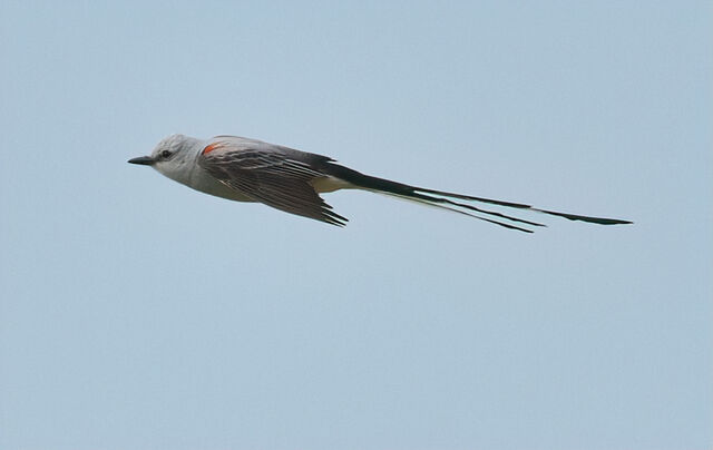 Scissor-tailed Flycatcher