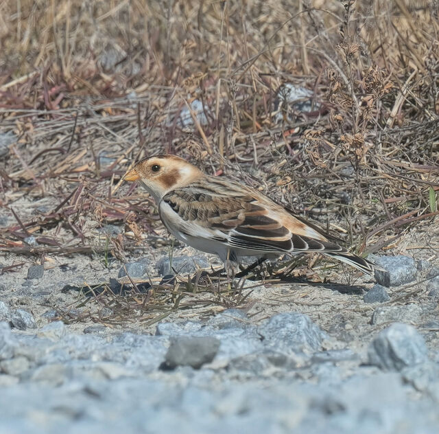 Snow Bunting