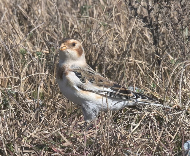 Snow Bunting