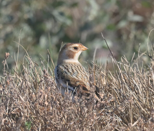 Snow Bunting