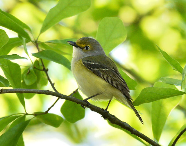 White-eyed Vireo