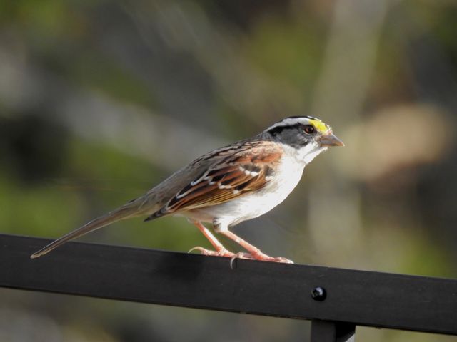 White-throated Sparrow