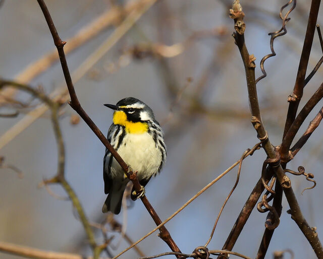 Yellow-throated Warbler