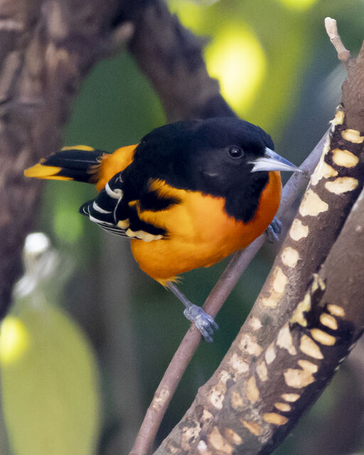 Baltimore Oriole